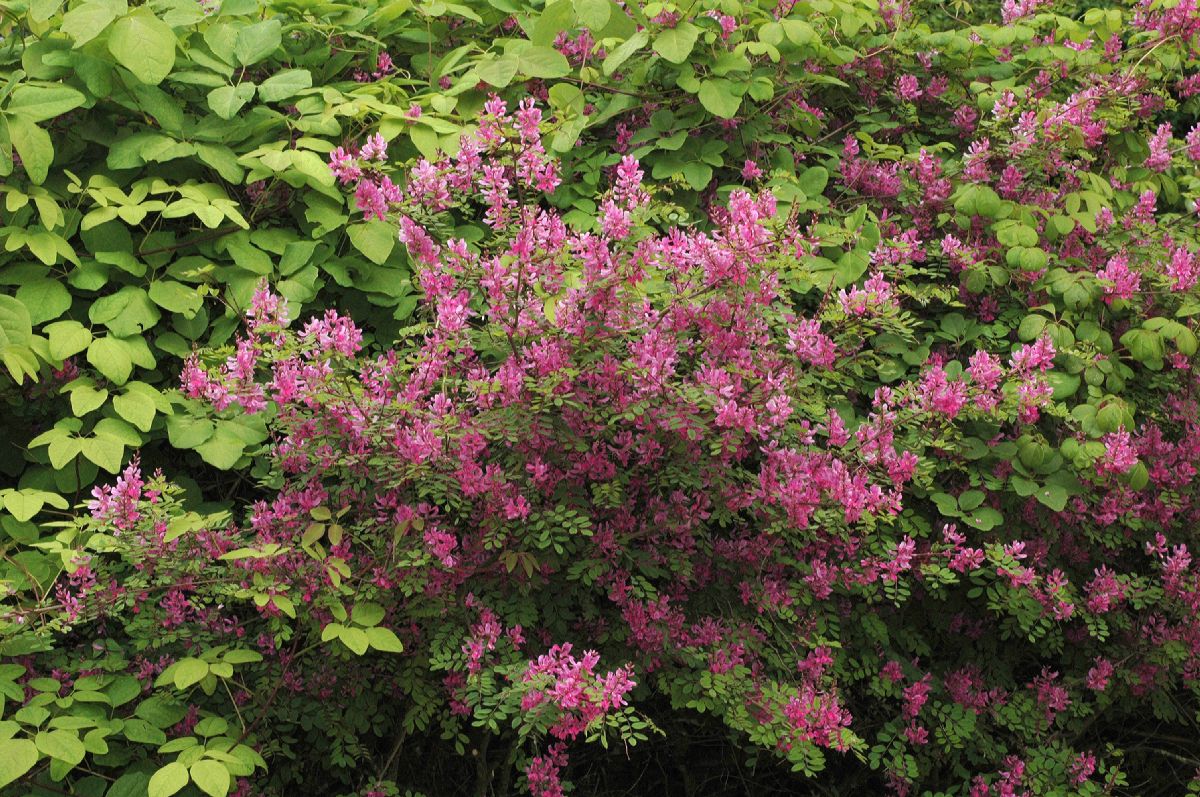 Fabaceae Indigofera heterantha