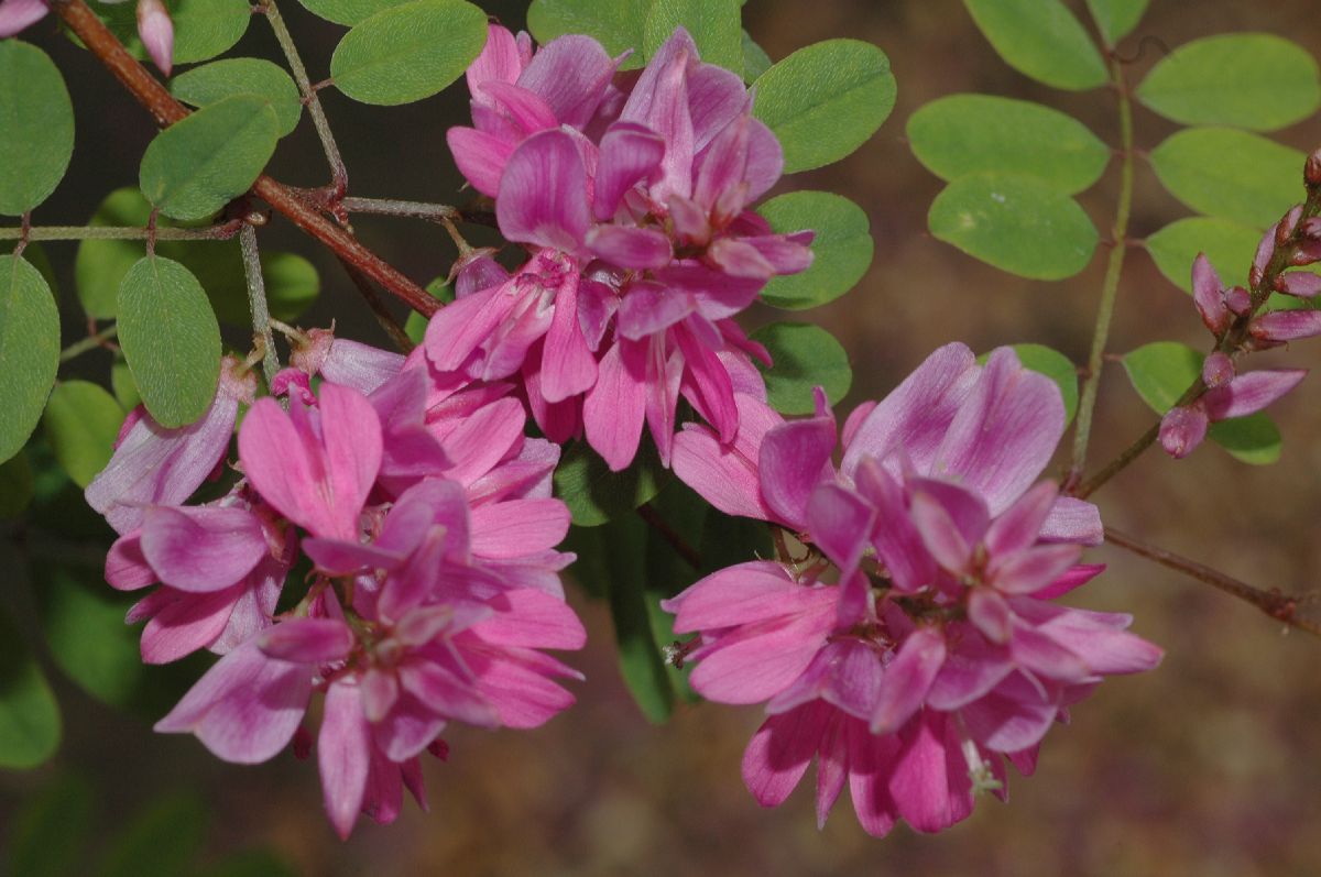 Fabaceae Indigofera heterantha