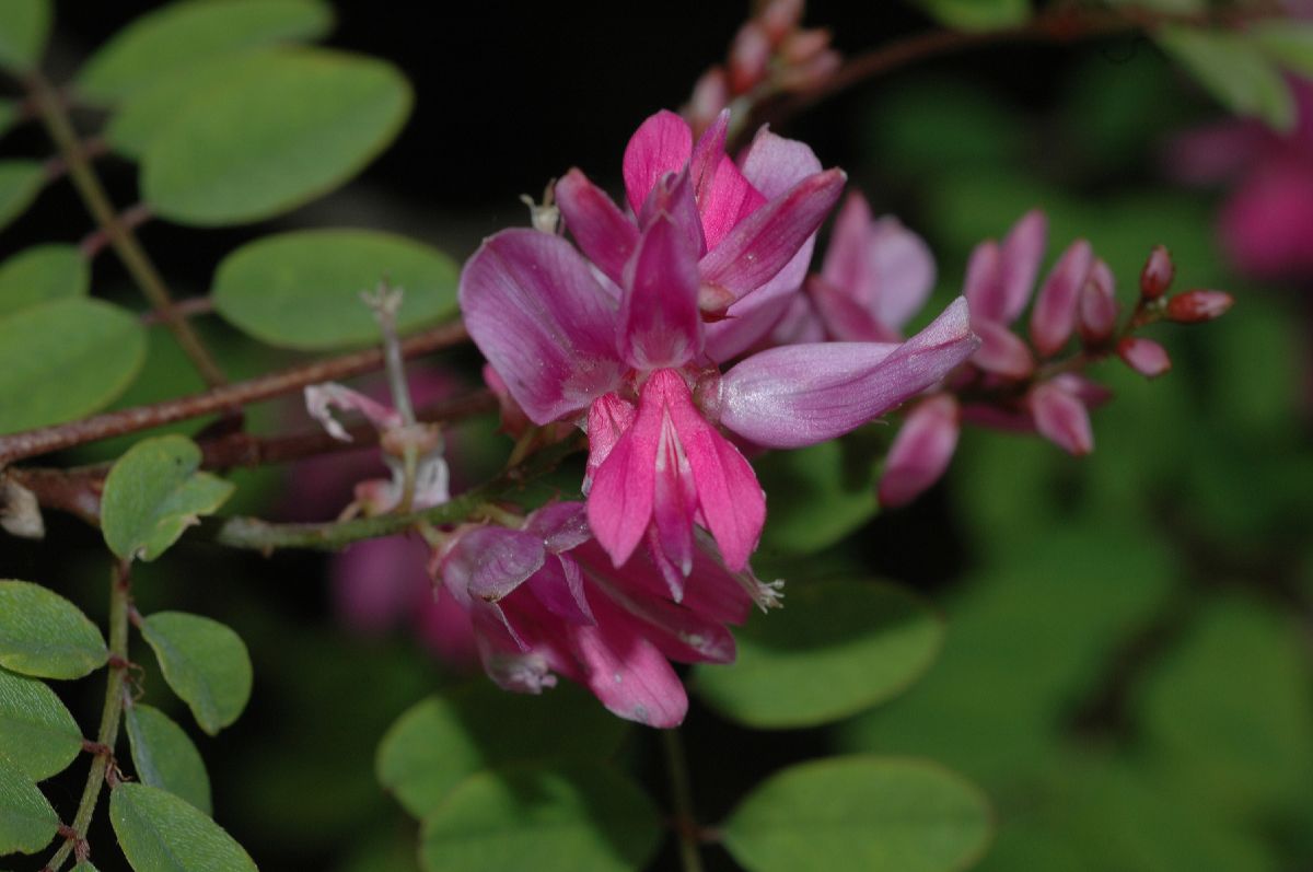 Fabaceae Indigofera heterantha