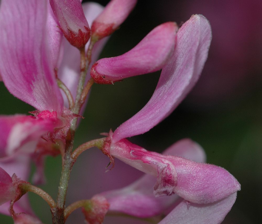 Fabaceae Indigofera heterantha