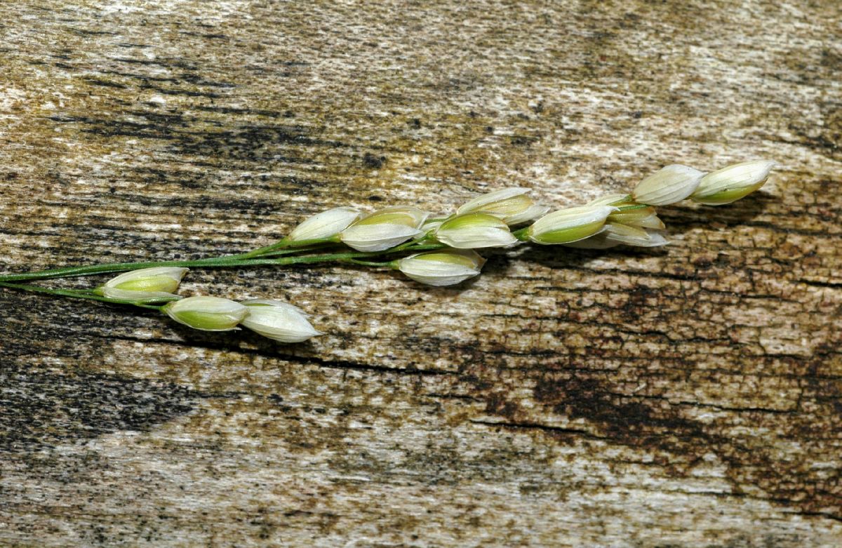 Poaceae Melica uniflora