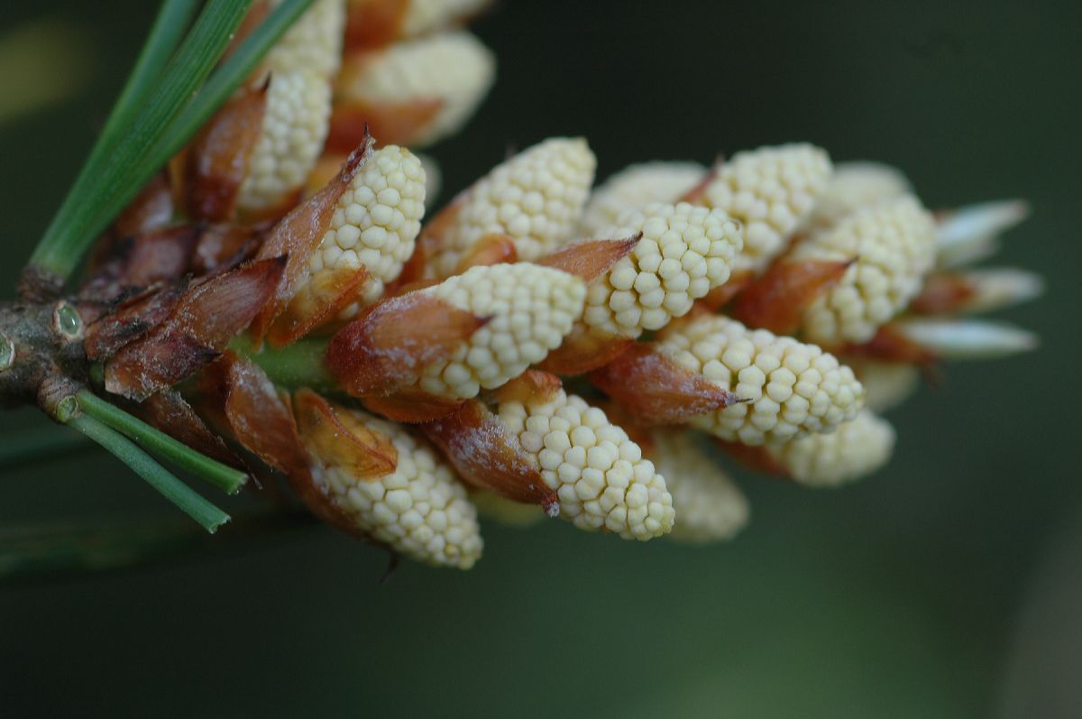 Pinaceae Pinus bungeana