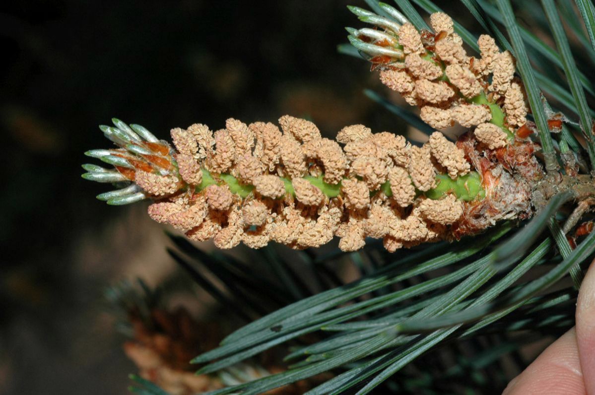 Pinaceae Pinus sylvestris