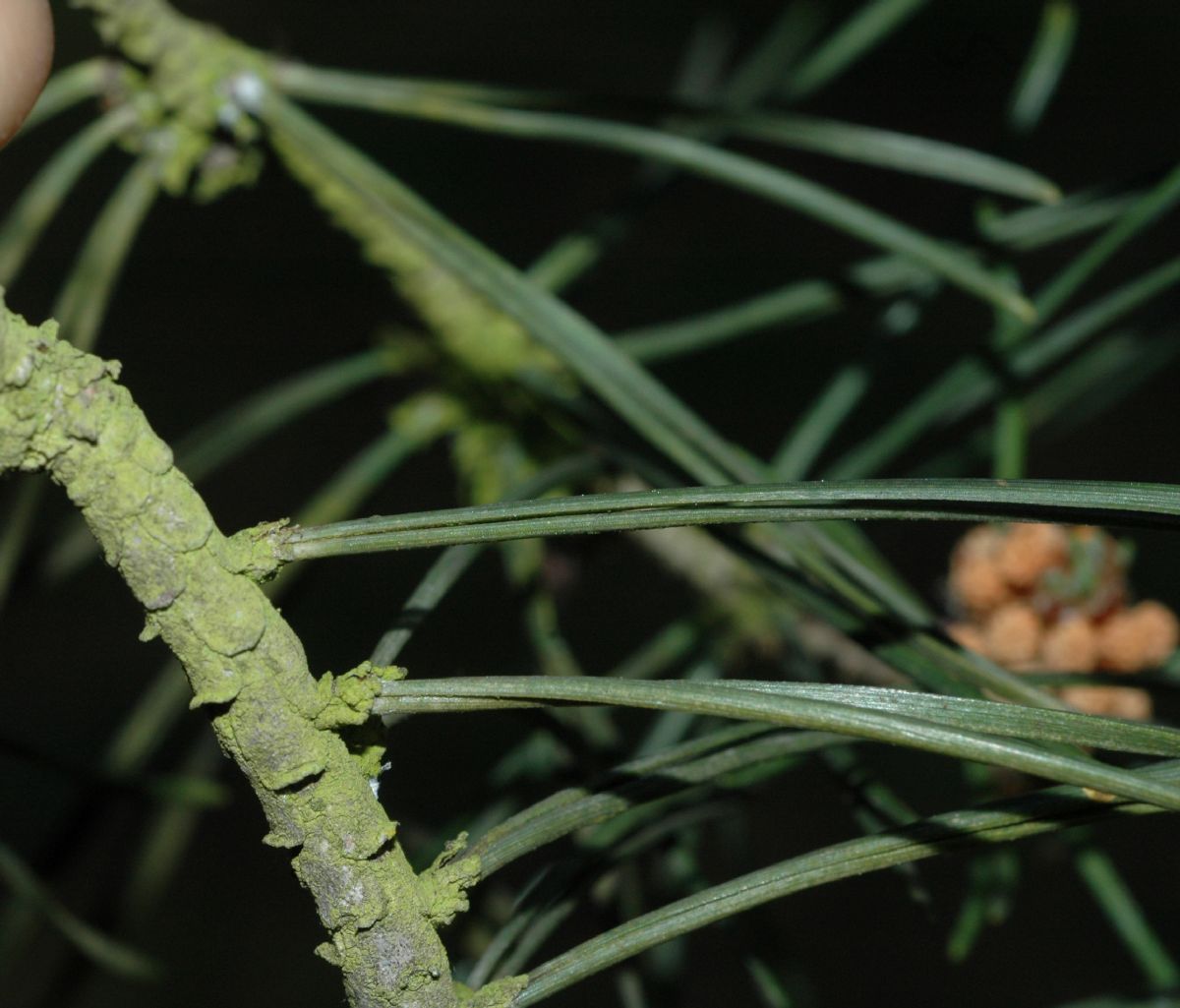 Pinaceae Pinus sylvestris