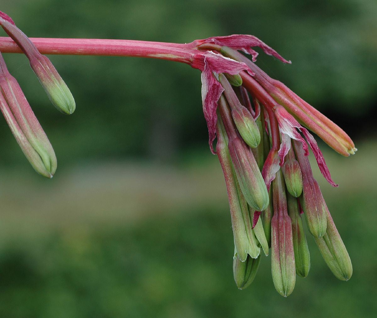 Asparagaceae Beschorneria yuccoides