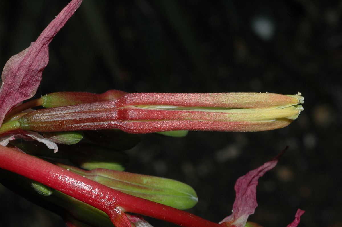 Asparagaceae Beschorneria yuccoides