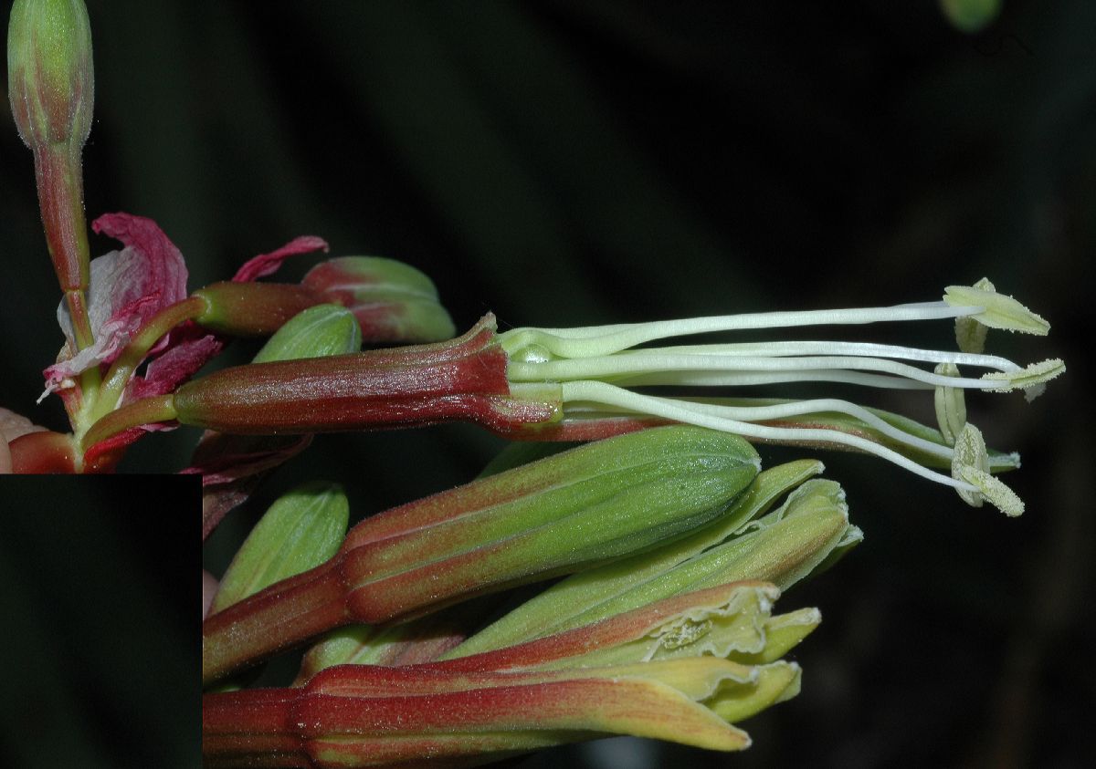 Asparagaceae Beschorneria yuccoides