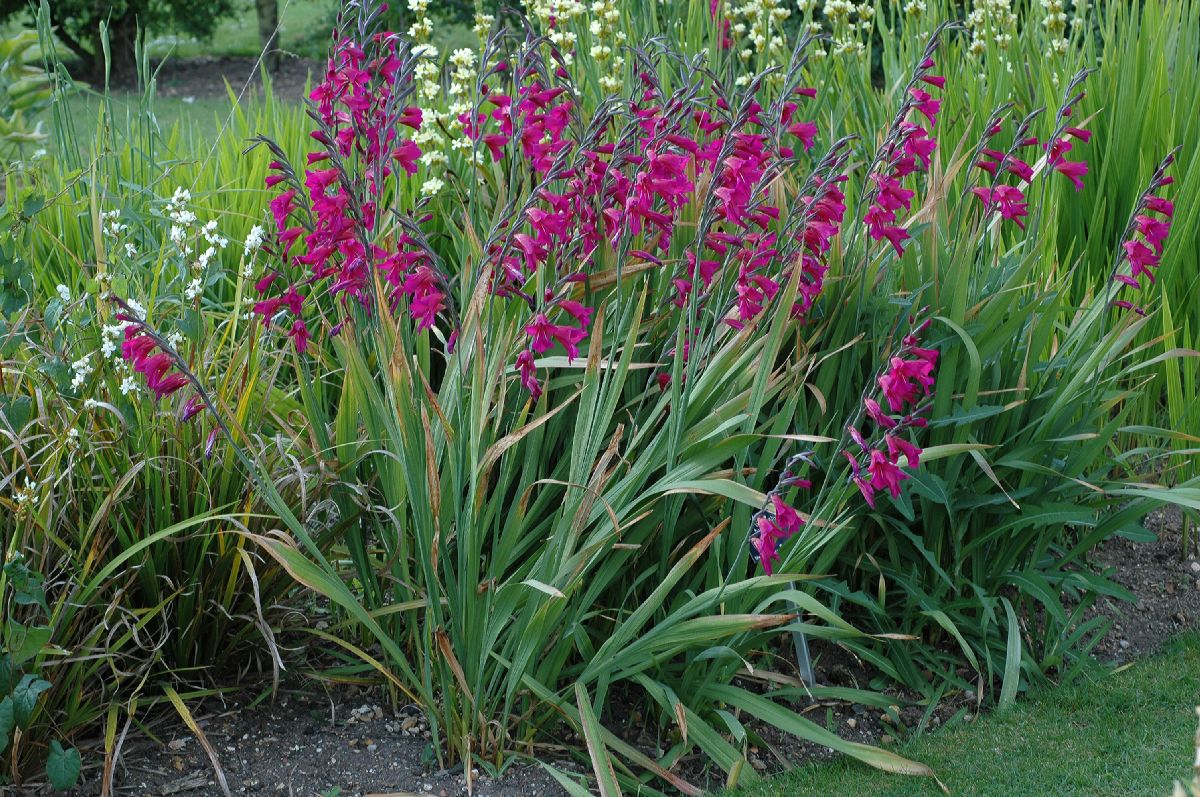 Iridaceae Gladiolus byzantinus