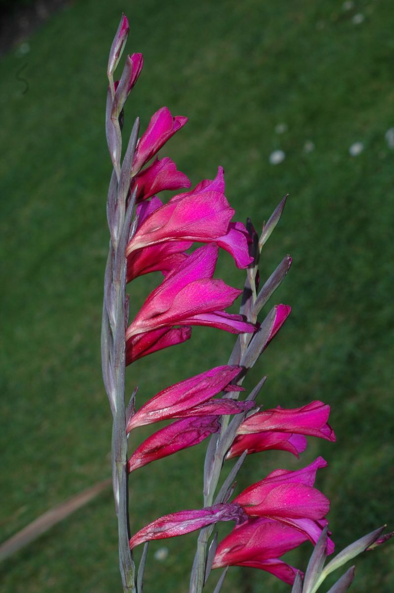 Iridaceae Gladiolus byzantinus