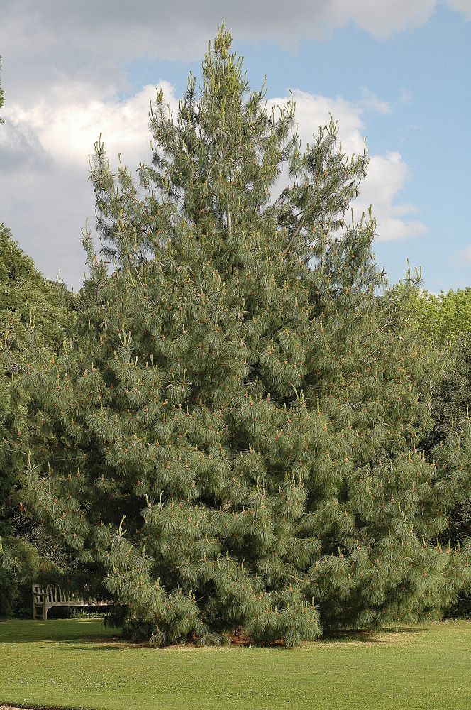 Pinaceae Pinus wallichiana