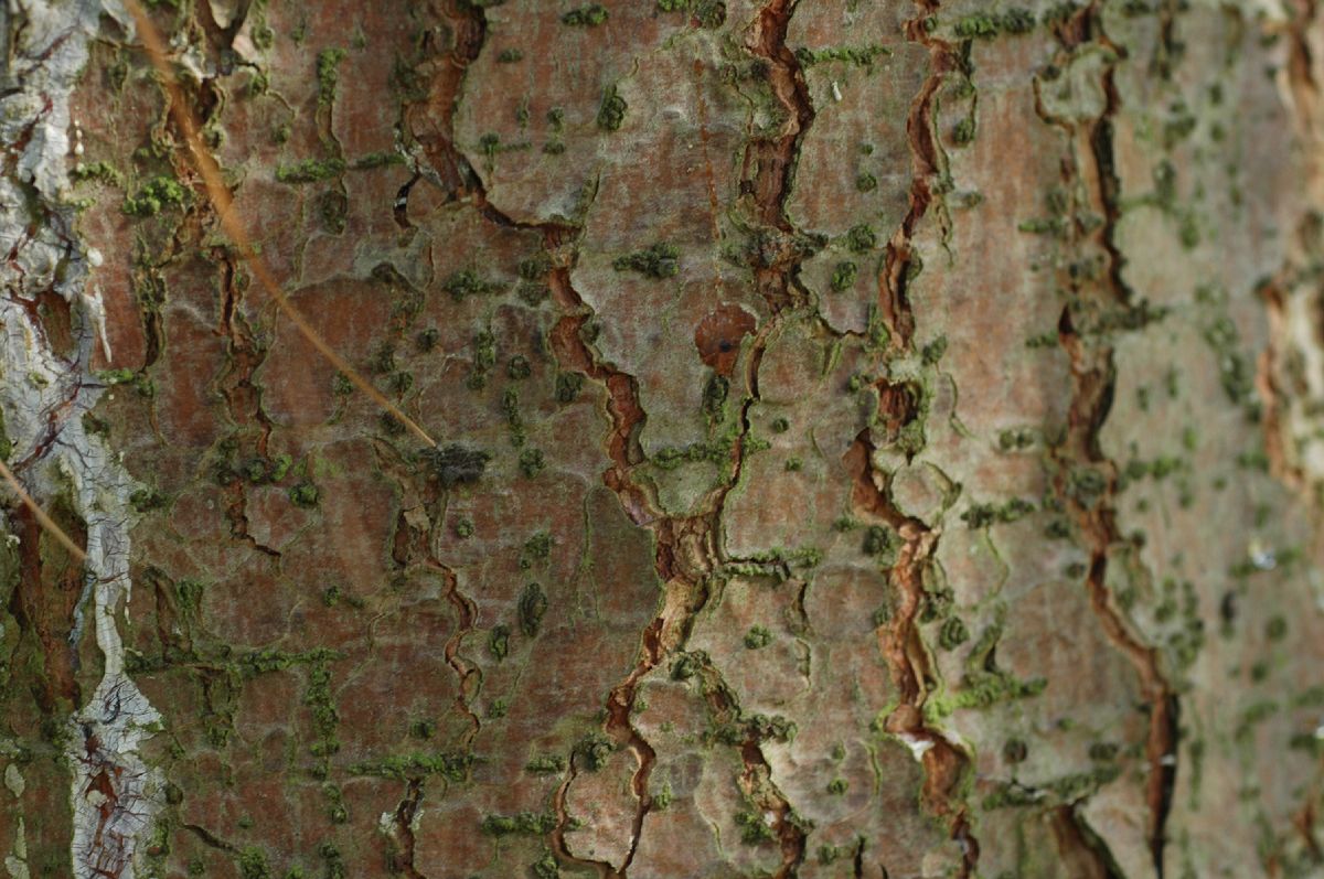 Pinaceae Pinus wallichiana