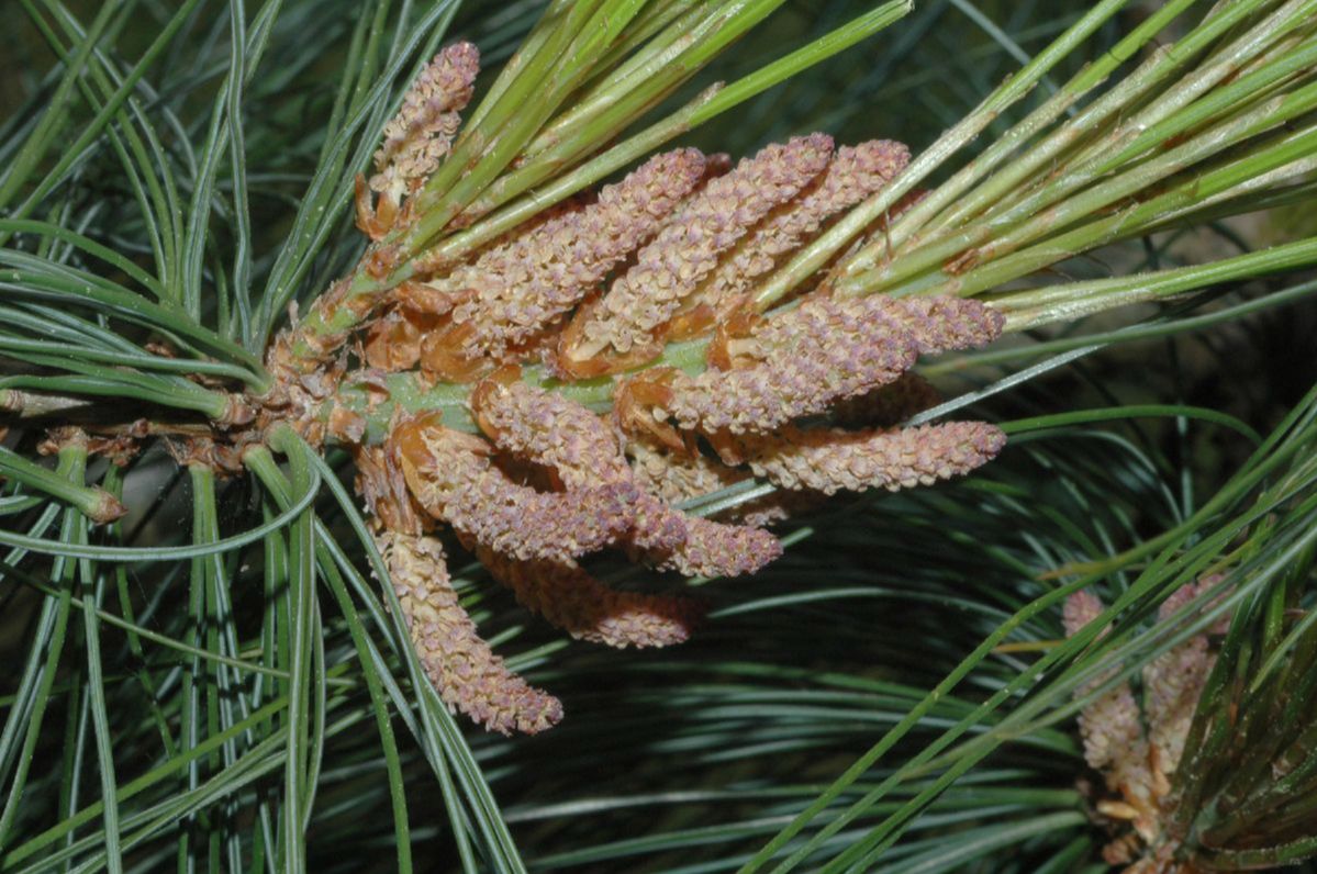 Pinaceae Pinus wallichiana