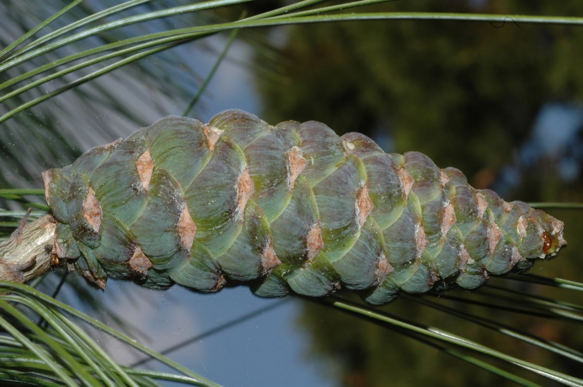 Pinaceae Pinus wallichiana