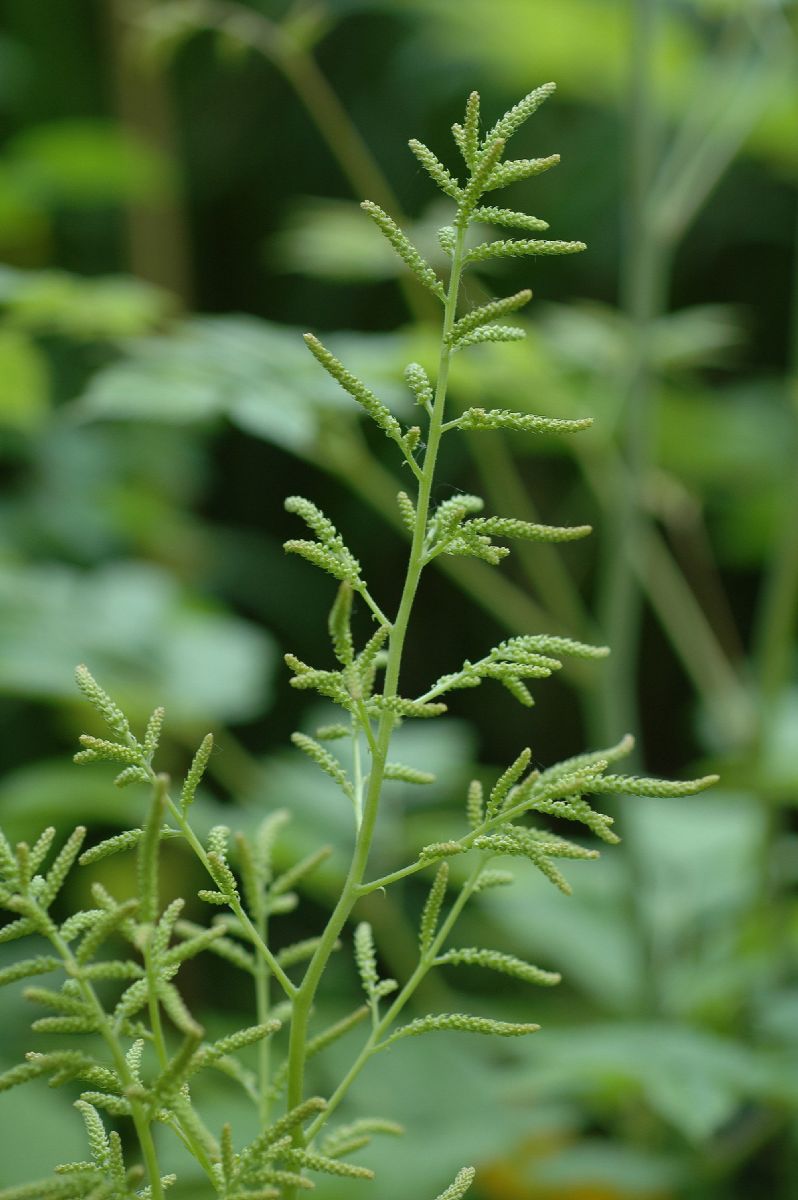 Rosaceae Aruncus dioicus