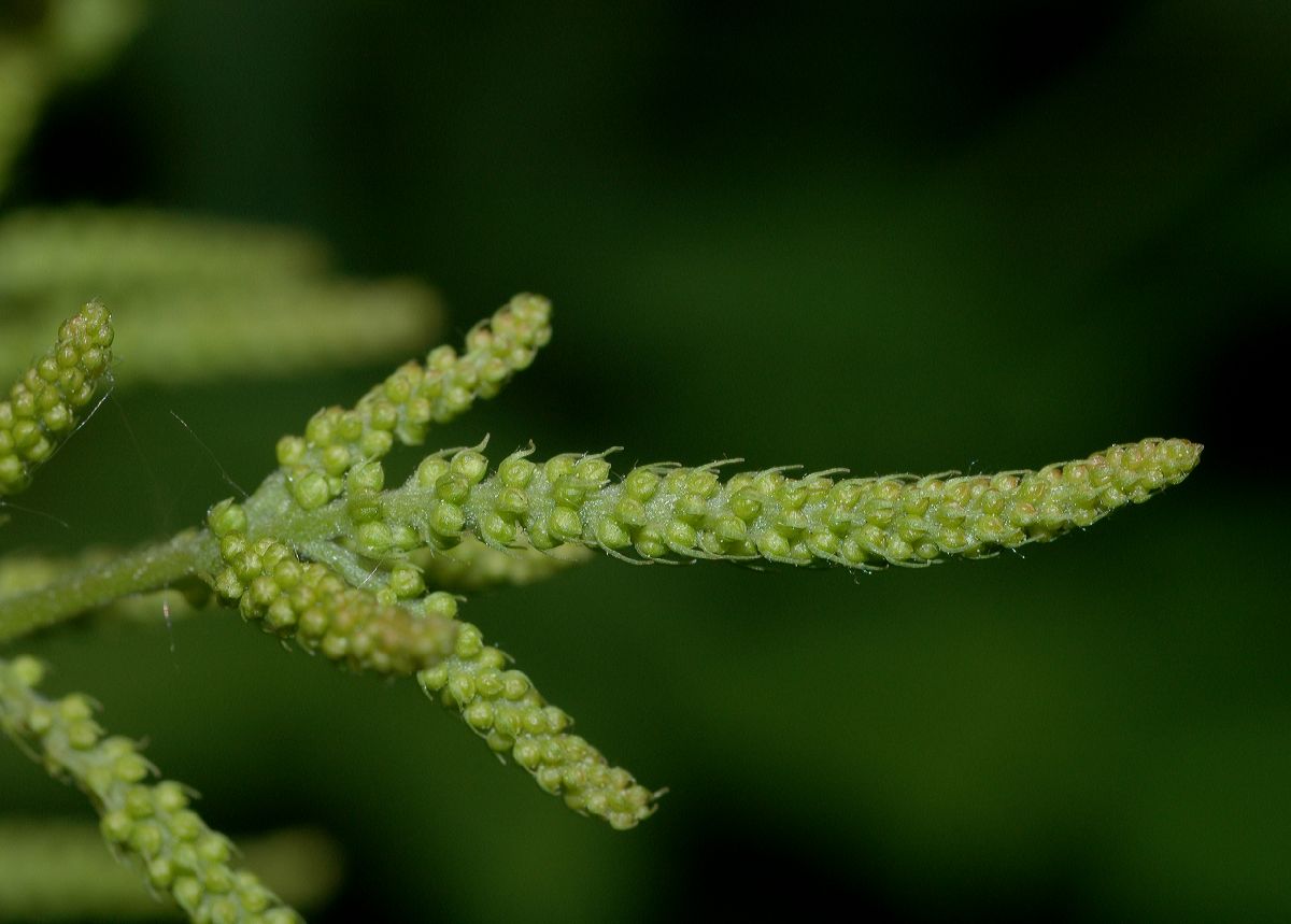 Rosaceae Aruncus dioicus