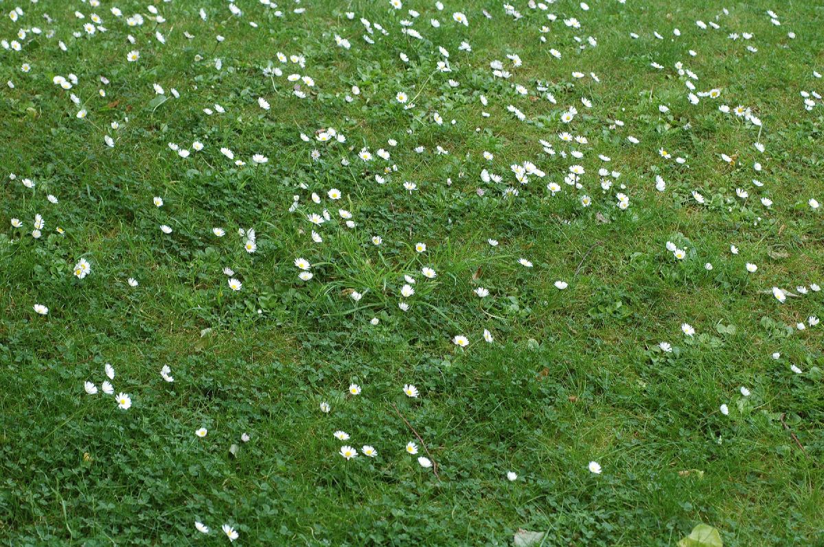 Asteraceae Bellis perennis