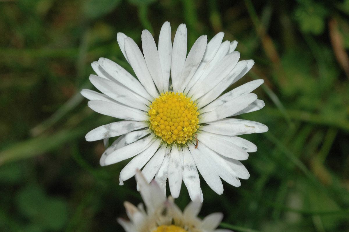 Asteraceae Bellis perennis