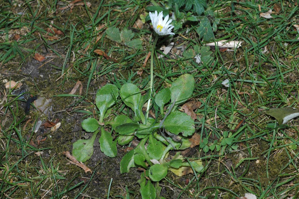 Asteraceae Bellis perennis