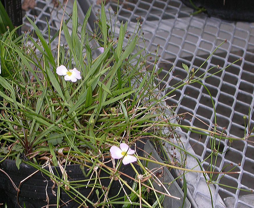 Alismataceae Alisma ranunculoides