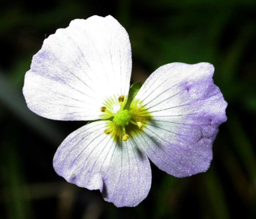 Alismataceae Alisma ranunculoides