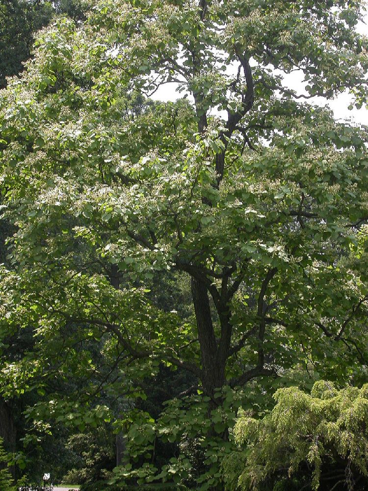 Bignoniaceae Catalpa ovata