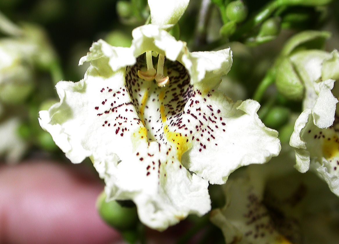 Bignoniaceae Catalpa ovata