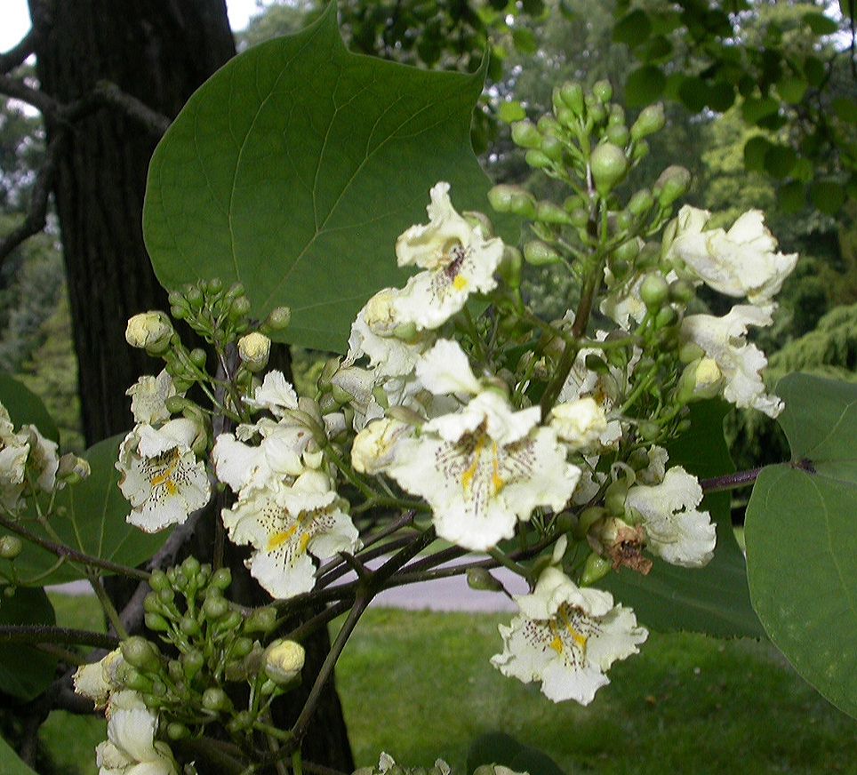 Bignoniaceae Catalpa ovata