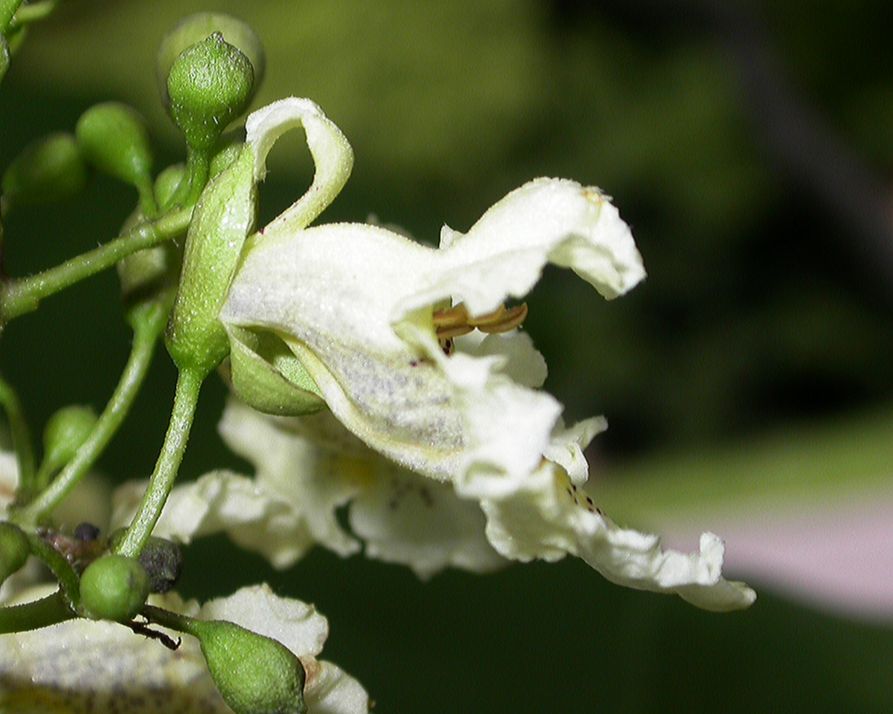 Bignoniaceae Catalpa ovata