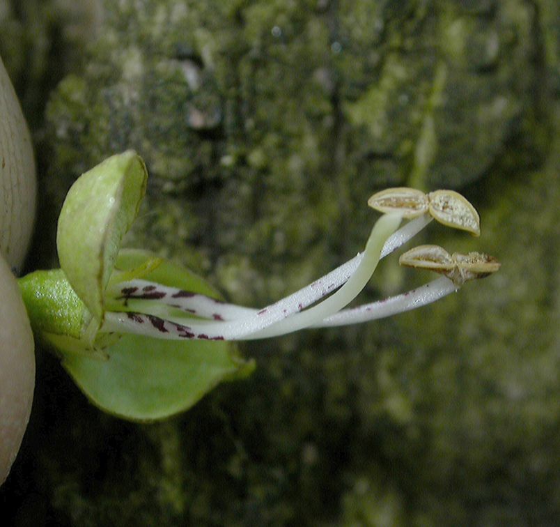 Bignoniaceae Catalpa ovata