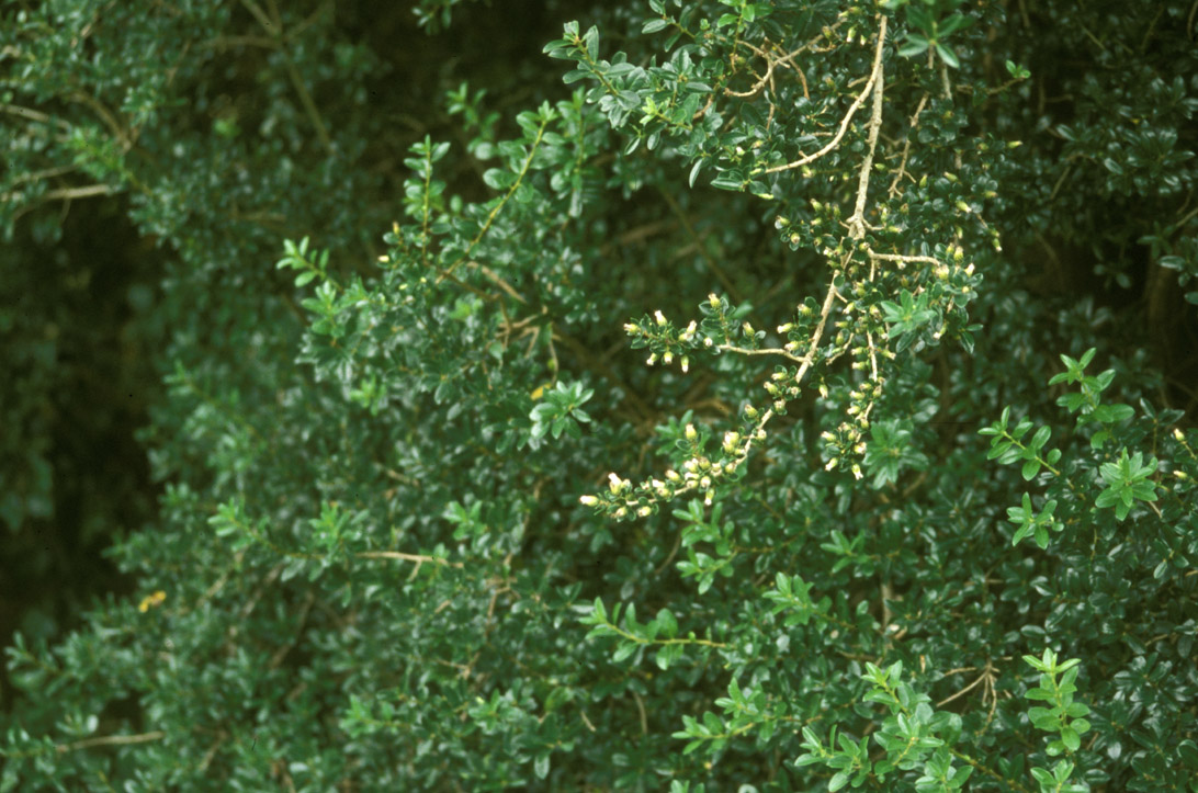 Asteraceae Dasyphyllum diacanthoides