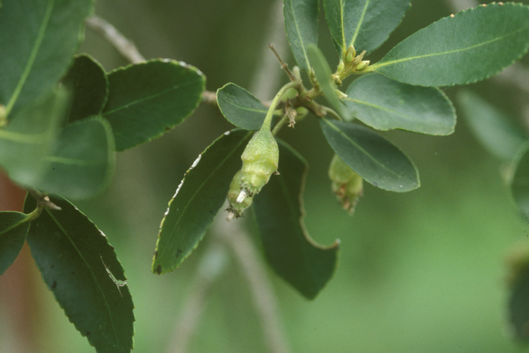 Atherospermataceae Laurelia sempervirens