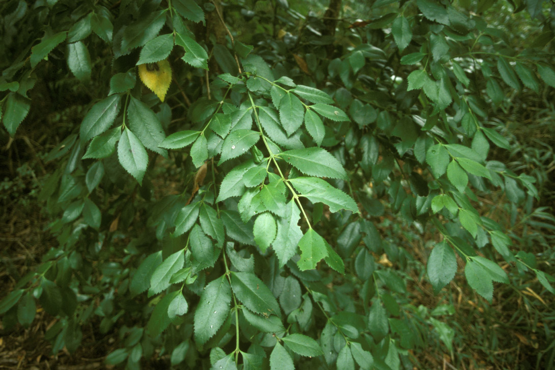 Monimiaceae Laureliopsis phillipiana