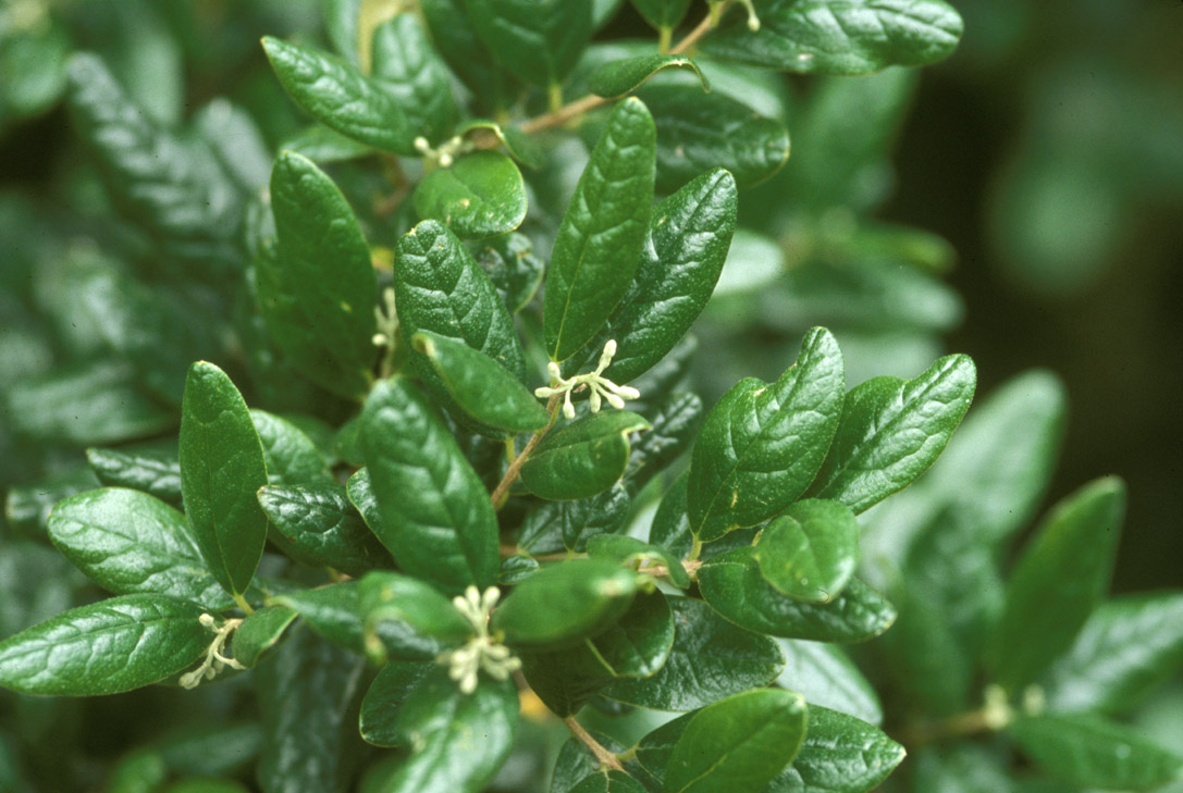 Monimiaceae Peumus boldus