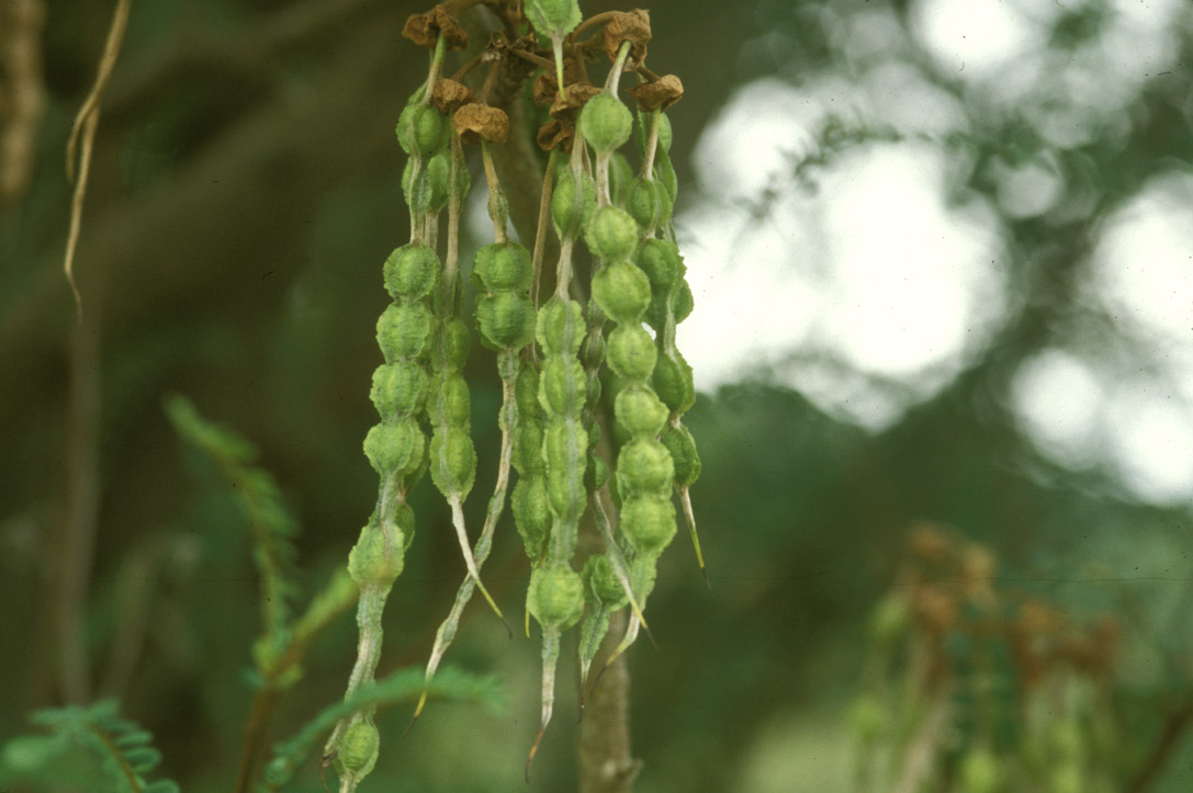 Fabaceae Sophora microphylla