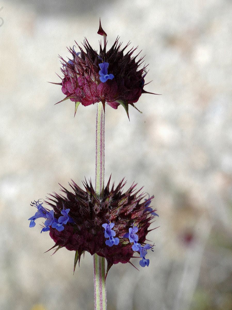 Lamiaceae Salvia carduacea