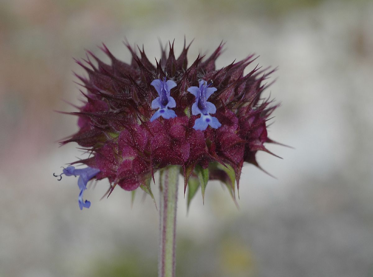 Lamiaceae Salvia carduacea