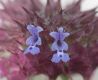 image of Salvia carduacea