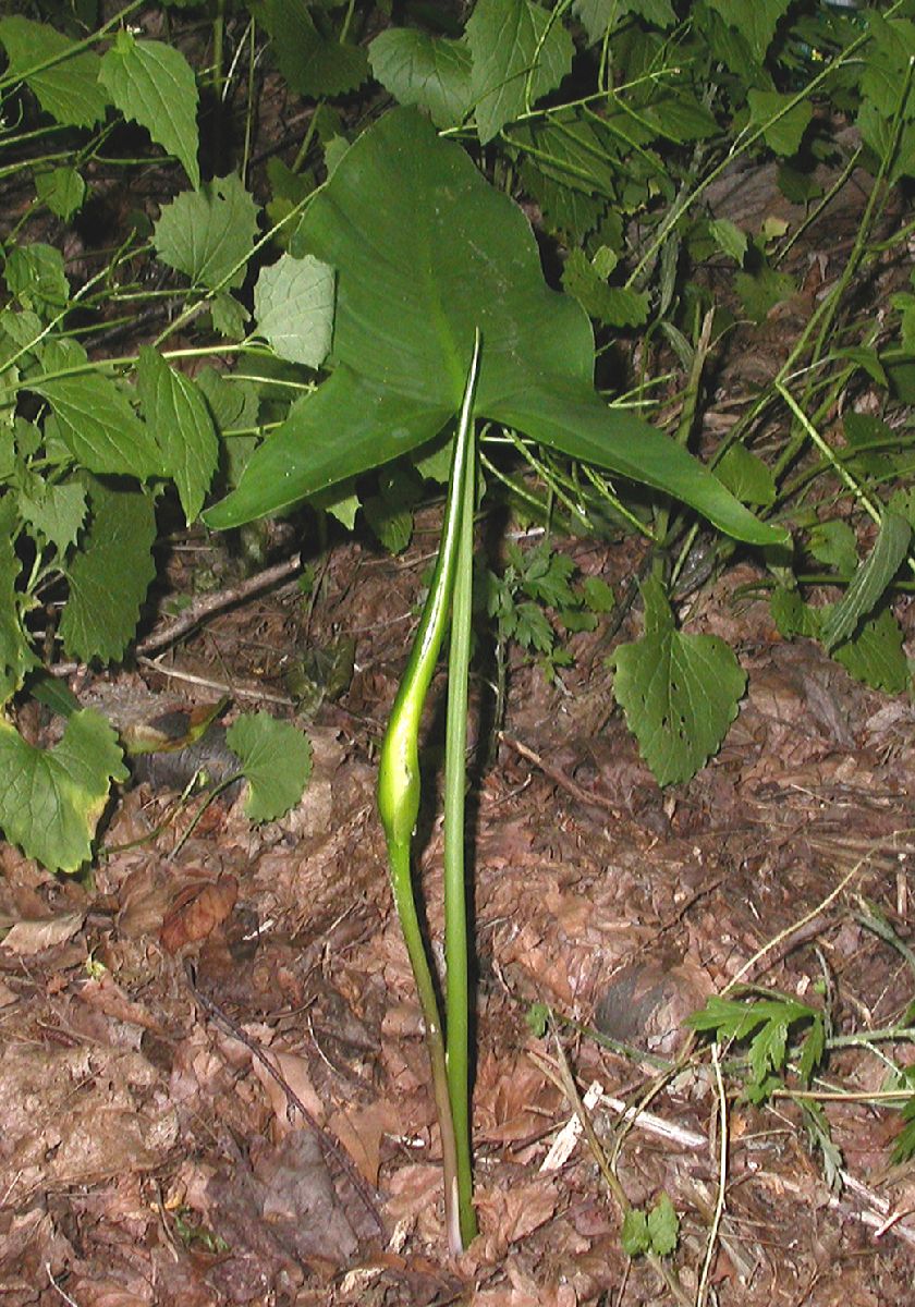 Araceae Peltandra virginica