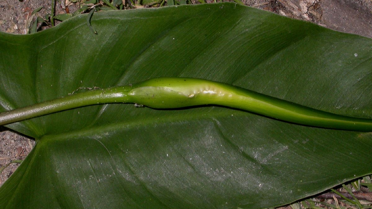 Araceae Peltandra virginica