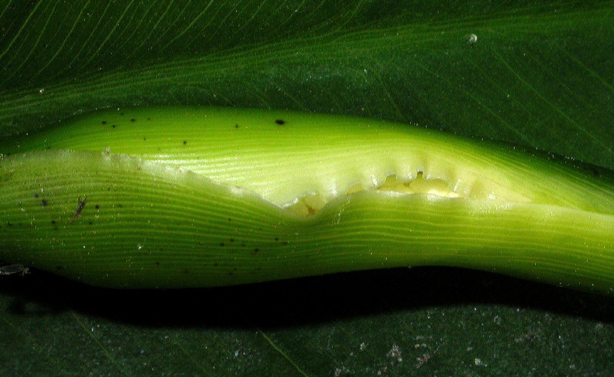 Araceae Peltandra virginica