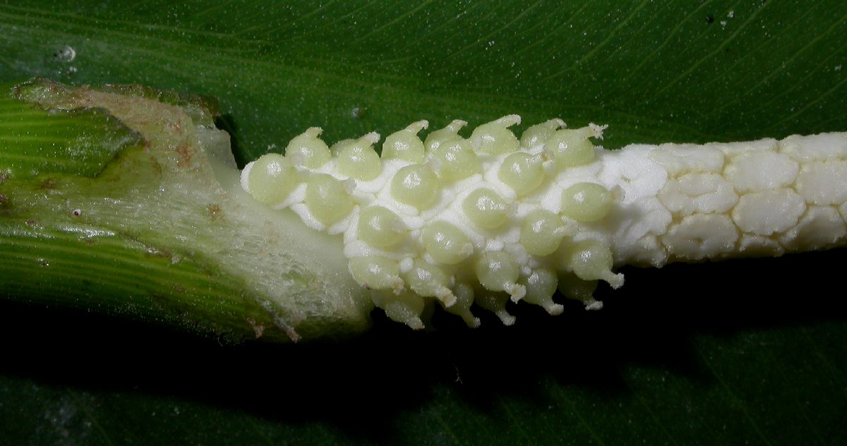 Araceae Peltandra virginica