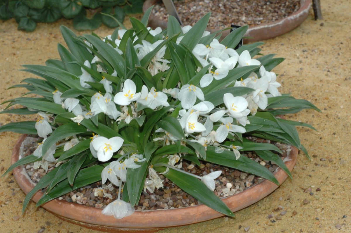 Commelinaceae Weldenia candida