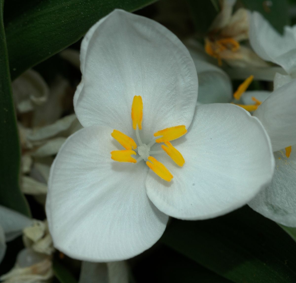 Commelinaceae Weldenia candida