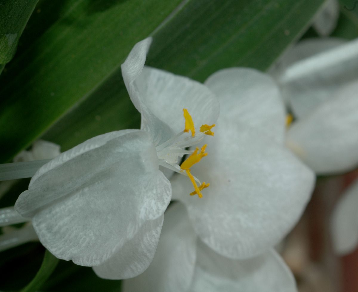 Commelinaceae Weldenia candida