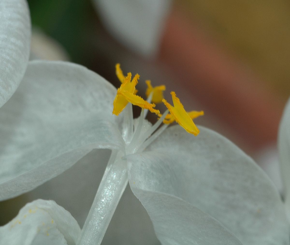 Commelinaceae Weldenia candida