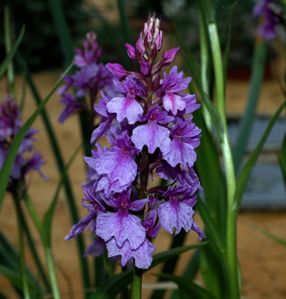 Orchidaceae Dactylorhiza foliosa