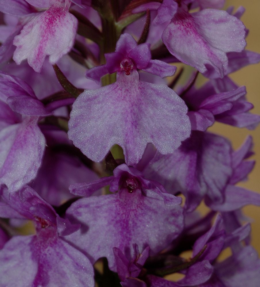 Orchidaceae Dactylorhiza foliosa