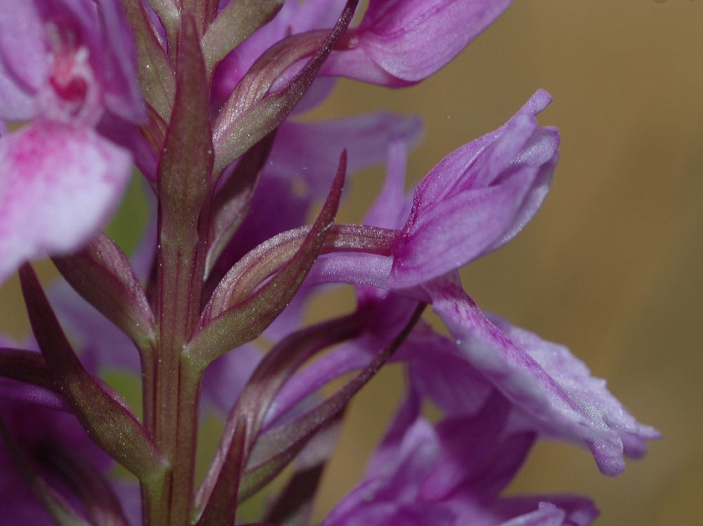 Orchidaceae Dactylorhiza foliosa