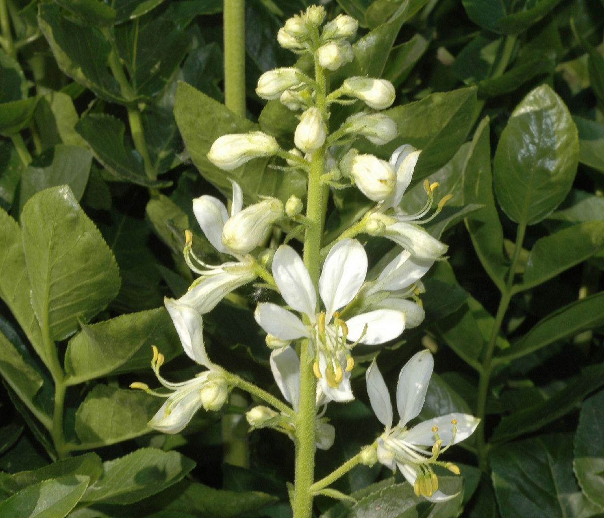 Rutaceae Dictamnus albus