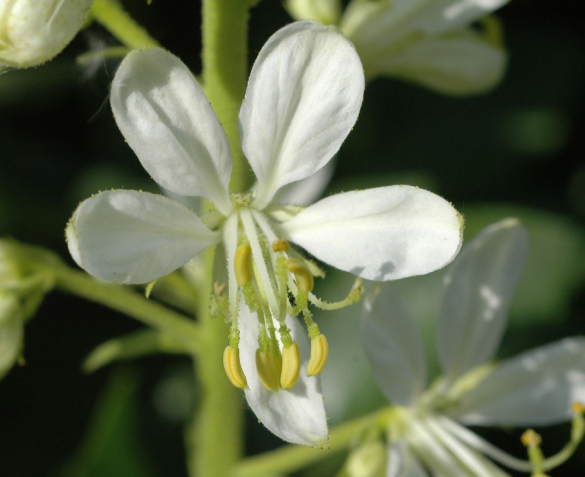 Rutaceae Dictamnus albus